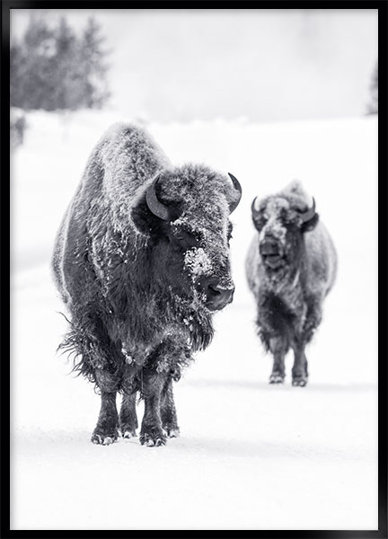 Plakat - Bison par