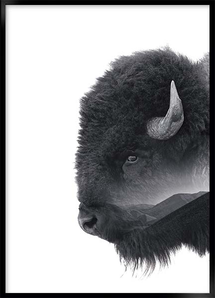 Plakat - Bison