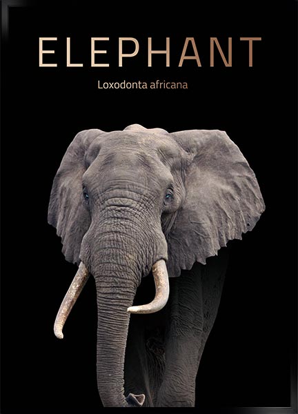 Plakat - Elefant
