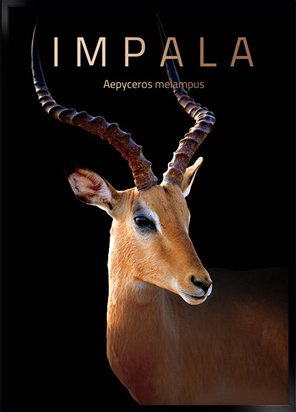 Plakat - Impala