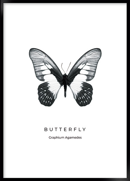 Plakat - Butterfly no2