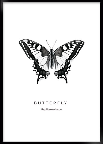 Plakat - Butterfly no3