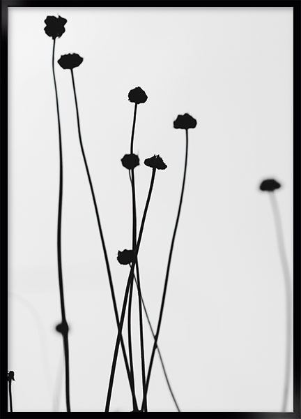 Plakat - Flower field