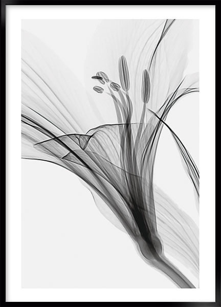 Plakat - Lily no1