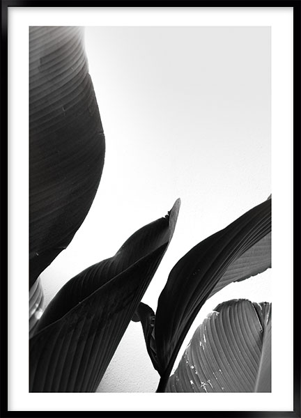 Plakat - Palmaceae