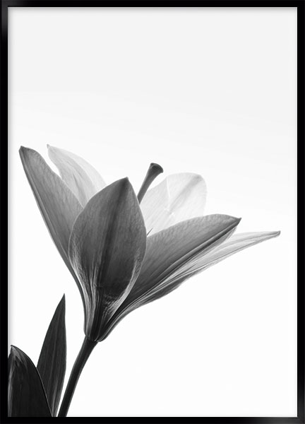Plakat - Plant no2