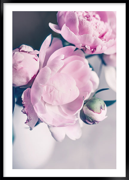 Plakat - Peony pink no1