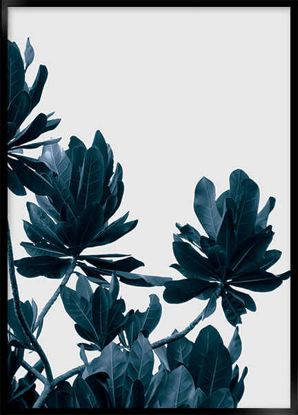 Plakat - Umbrella tree no2