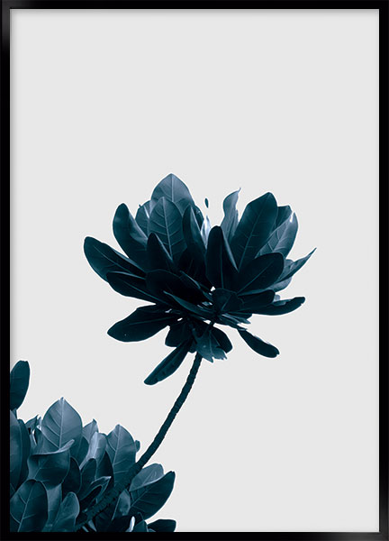 Plakat - Umbrella tree no3