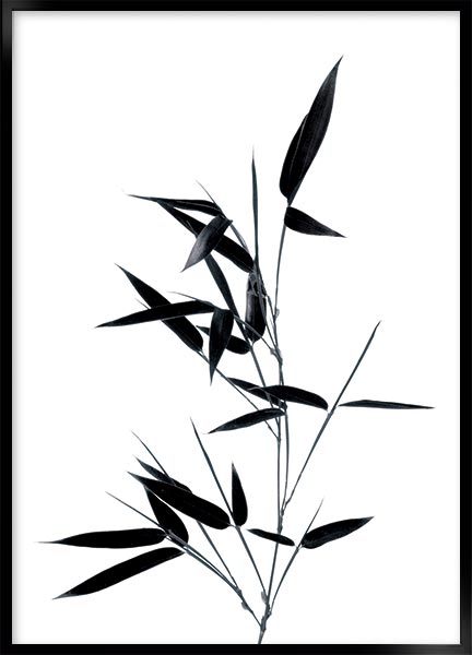 Plakat - Bamboo