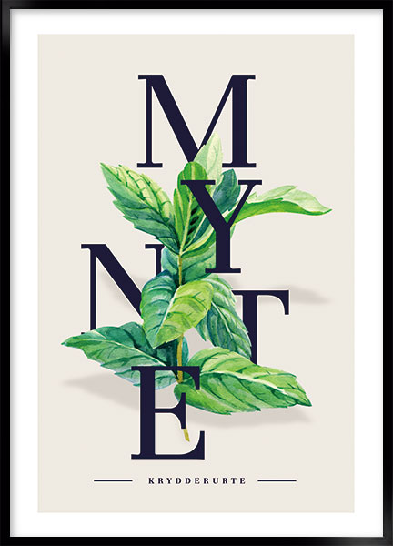 Plakat - Mynte