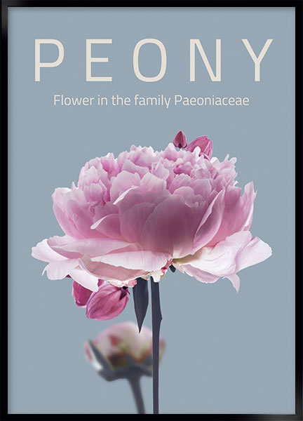 Plakat - Peony