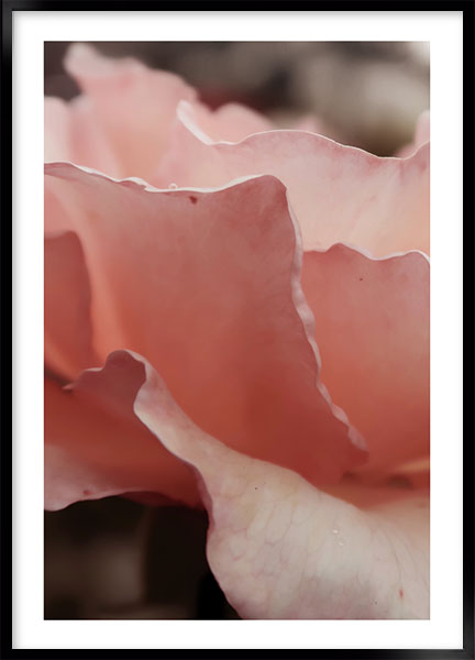 Plakat - Sandrose no1