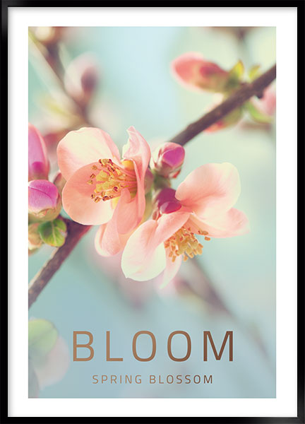 Plakat - Bloom